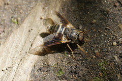 Goniops chrysocoma