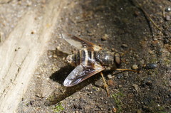 Goniops chrysocoma