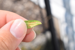 Melampsora hypericorum