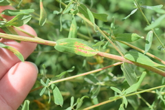 Melampsora hypericorum