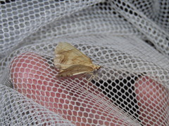 Eulithis gracilineata