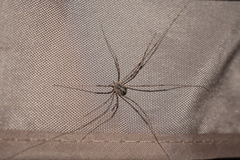 Opilio parietinus