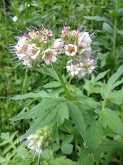 Hydrophyllum fendleri
