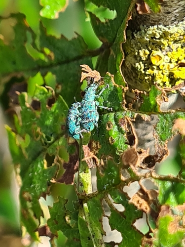 Polydrusus amoenus