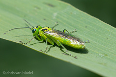 Rhogogaster chlorosoma