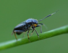 Capsus