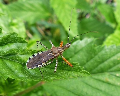 Cosmoclopius nigroannulatus (Stål, 1860)
