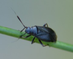 Capsus