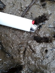 Gallirallus philippensis