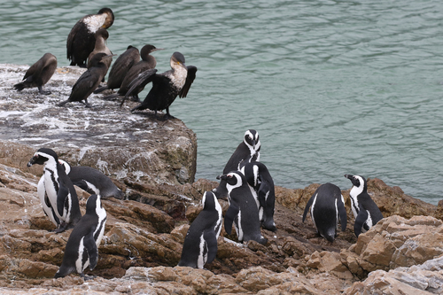 African Penguin, photo 7 of 7
