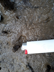 Gallirallus philippensis