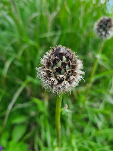Centaurea kotschyana, photograph 6