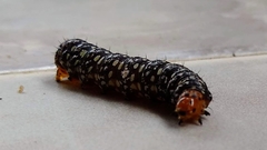Xanthopastis timais