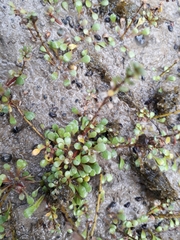 Samolus repens repens