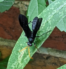Gnamptopelta obsidianator