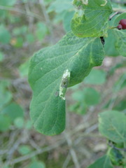 Phyllonorycter emberizaepenella