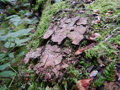 Phellinus laevigatus