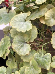 Botrytis