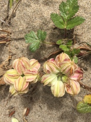 Glehnia littoralis leiocarpa