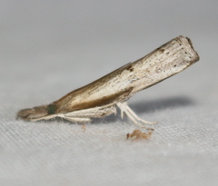 Fissicrambus profanellus