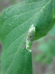 Phyllonorycter emberizaepenella