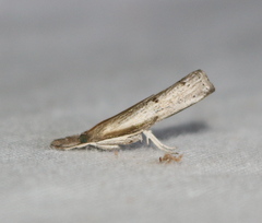 Fissicrambus profanellus