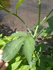 Rudbeckia laciniata
