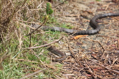 Cubophis caymanus