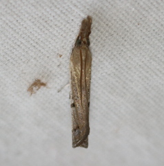 Fissicrambus profanellus