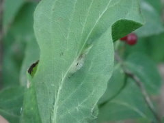 Phyllonorycter emberizaepenella