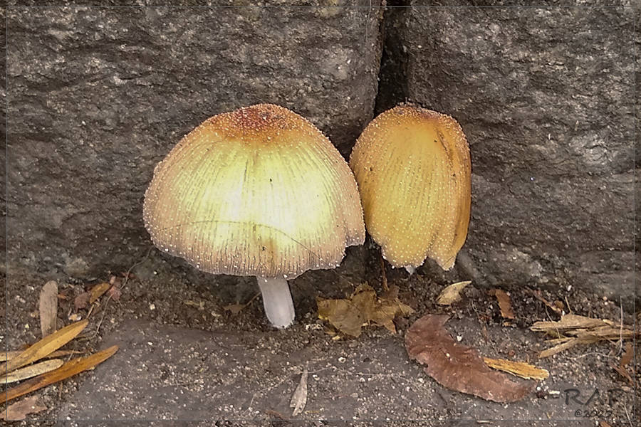 Coprinellus micaceus · July 2020 · photo: © r-a-p (iNaturalist, cc-by)