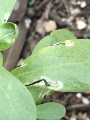 Schizocerella pilicornis