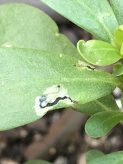 Schizocerella pilicornis