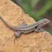 Rose-bellied Lizard - Photo (c) Lauren Sobkoviak, some rights reserved (CC BY-NC-ND)