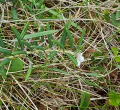 Andromeda polifolia glaucophylla