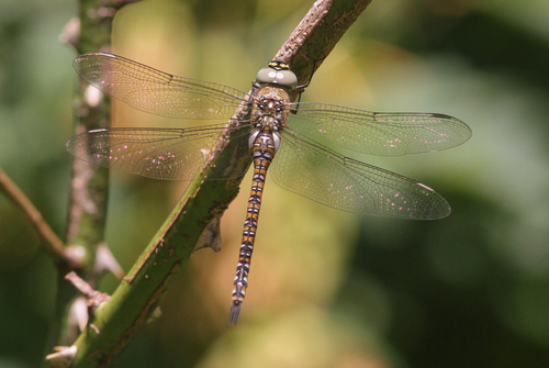 Migrant Hawker, Goedereede, Nederland, photo 10 of 10