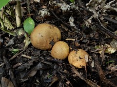 Scleroderma flavidum macrosporum