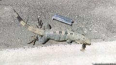 Ctenosaura similis similis