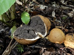 Scleroderma flavidum macrosporum