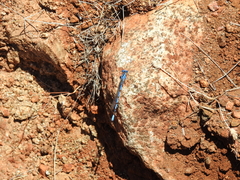Argia agrioides