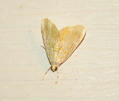 Glaphyria sesquistrialis