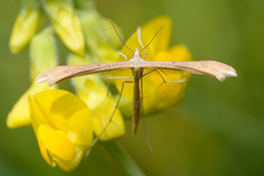 Stenoptilia pterodactyla
