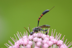 Gasteruption assectator