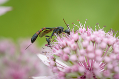 Gasteruption assectator