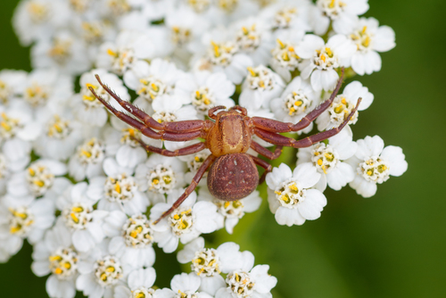 Double-banded Crab-spider