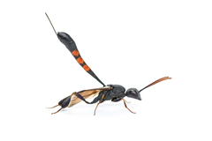 Gasteruption assectator