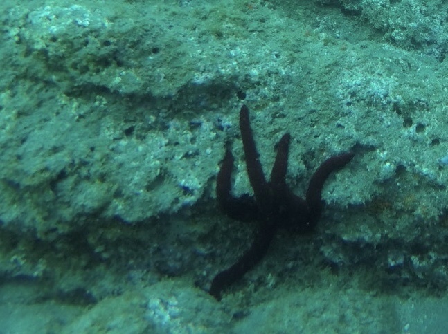 Photo of Purple sea star (Ophidiaster ophidianus)