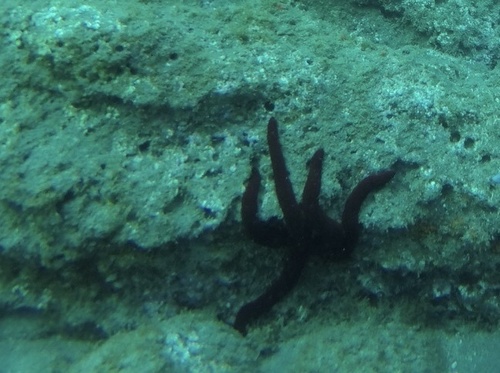 Photo of Purple sea star (Ophidiaster ophidianus)