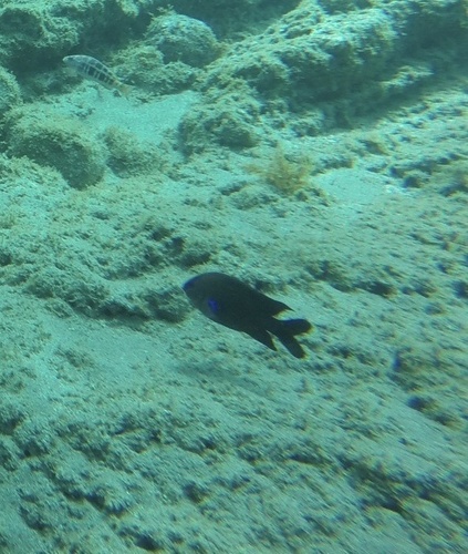 Photo of Canary damsel (Abudefduf luridus)