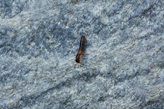 Xantholinus tricolor